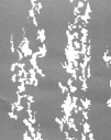 HY-010